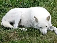 Loup de Vancouver(C. l. crassodon)