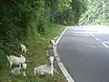 Chèvres chinoises en pâturage libre.