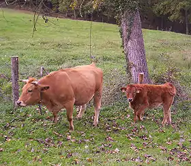 Image illustrative de l’article Asturiana de los Valles