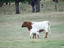 Vache blanche à tête et pattes rouge allaitant son veau. Ils sont dans une prairie rase bordée d'arbres.