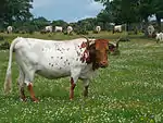 photo couleur d'une vache blanche à tête et pattes rouges. Les longues cornes sont spiralées vers l'extérieur.