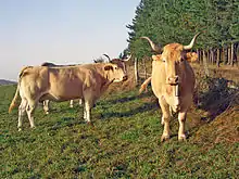 Photo de vaches blondes musclées et aux belles cornes torsadées.