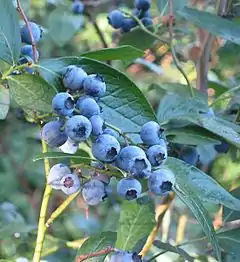 Description de l'image Vaccinium corymbosum(01).jpg.