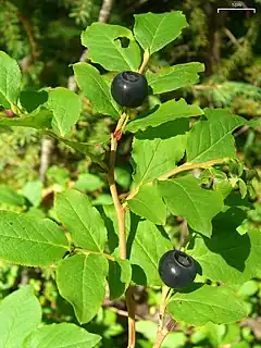 Description de l'image Vaccinium membranaceum 1.jpg.