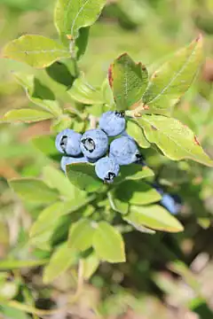 Vaccinium myrtilloides