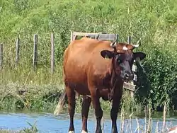 Vache marine landaise