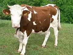 photo couleur d'une vache pie rouge à ventre, tête et pattes blancs. Les cornes sont courtes en forme de croissant.