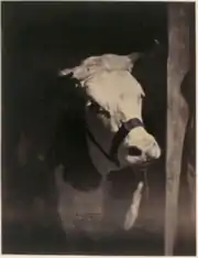 Vache Normande, Concours agricole universel de Paris, 1856