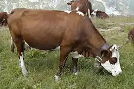 La photographie couleur montre une vache abondance de couleur acajou. Derrière elle, les autre vaches sont de la même race. En arrière plan, des rochers enneigés indiquent qu'il s'agit d'un pâturage d'altitude.