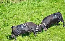 deux vaches noires combattent front contre front. Elles portent toute les deux un cloche autour du cou.