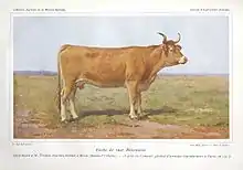 Illustration en couleurs d'une vache blonde.