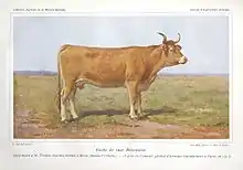 vache béarnaise