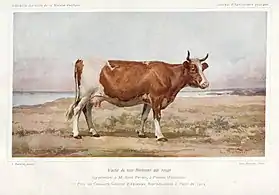 Vache primée en 1914.