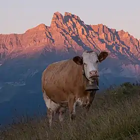 Une simmental devant les dents de Morcles.