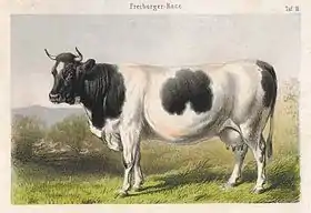 gravure couleur d'une vache pie noir à cornage en croissant court et allure musclée et mamelle bien développée.