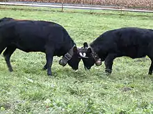 Deux vaches d'Hérens en plein combat de reines.