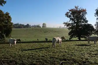 Vaches dans un pré.