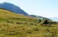 Vaches à l'alpage sous les pentes du Cheval Noir