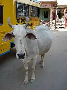 Photographie d'une vache blanche dans la rue, à côté d'un autobus.
