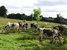 Photo couleur de vaches au pâturage de couleur pie rouge panaché avec des nuances allant du blond au brun.