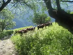 Vaches tarines au dessus du hameau des Granges