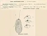 Vacuolaria virescens d'après Henri Coupin.