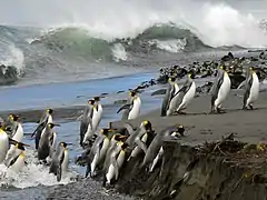 Arrivée de manchots empereurs sur une plage le 8 juin 2013