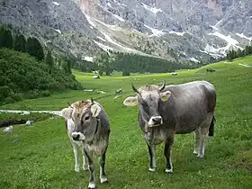 photo couleur de deux vaches grises en pâturage de montagne et portant une cloche au cou. Les cornes sont en croissant encadrant un toupet de poils plus longs. L'intérieur des oreilles est blanc, le museau sombre auréolé de blanc.