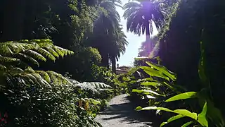 Le chemin d'entrée entouré d'heliconias, de fuchsia et de fougères arborescentes.