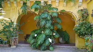 Un philodendron poussant sur l'un des murs du bâtiment principal du jardin.