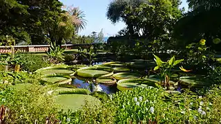 Le bassin planté de nénuphars géants et de jacinthes d'eau, tous deux originaires d'Amazonie, fait la renommée du jardin.