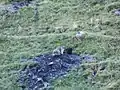 Une marmotte dans le Val d'Esquierry