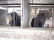 Deux chevaux à la tête massive et avec beaucoup de crins passent la tête à travers les barreaux de leur box.