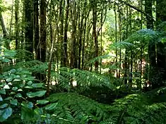 Sous-bois de l'écorégion de la forêt valdivienne.