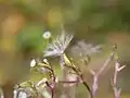 Pappus de la Valériane officinale