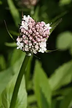 Description de l'image Valeriana sitchensis 9789.JPG.