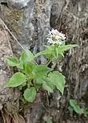 Valériane à trois folioles.