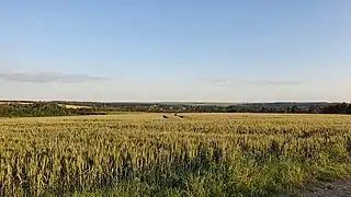 Photographie d'un large champs de blé, avec un village visible au fond.