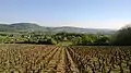 Vue de la Vallée des Vaux et son vignoble, depuis Barizey.