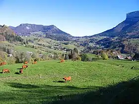 Pâturages avec quelques vaches brunes dans une vallée montagneuse.