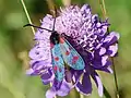 Knautia dipsacifolia et une espèce de Zygaenidae (Zygène de la filipendule : ailes bleu foncé argenté, six points rouges par aile et longues antennes noires grossies et cornées à leur extrémité).