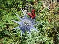 Zygène sur une inflorescence (ombellule) avec fleurs aux étamines bleues.