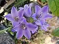 Campanula raineri.