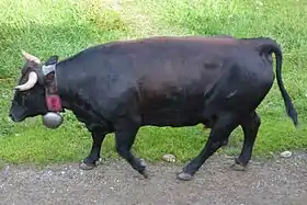 Photo couleur de vache totalement noire sauf une ligne dorsale brun foncé. Elle porte de courtes cornes pointées en croissant vers l'avant et a une morphologie trapue et musclée.