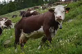 Photo couleur d'une vache rouge acajou à tête et ventre blanc. La limite entre blanc et rouge est floue, marquée par des mouchetures. Les cornes courtes sont en croissant très écarté.