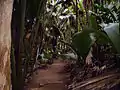 Sentier de découverte dans la Vallée de Mai.