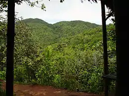 La Vallée de Mai, site Unesco du centre de l'île.