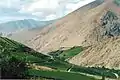 Plantations de vignes sur la Vallée de Elqui (photographie prise 2004)