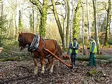 Dans un bois, un cheval alezan attelé se retourne vers deux débardeurs situés derrière lui équipés de gilets fluos.