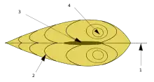 Représentation schématique des principaux constituants extérieurs d'une coquille de bivalve